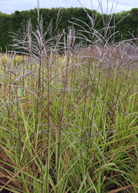 Miscanthus  'Purpurascens'